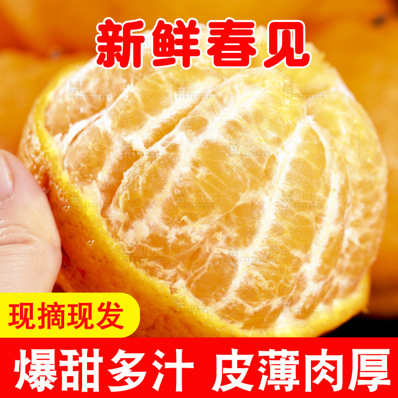 石板上摆放着四川春见耙耙柑