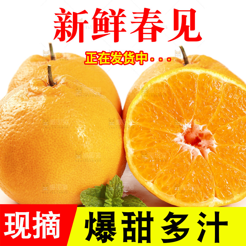 白底上放着一堆春见耙耙柑