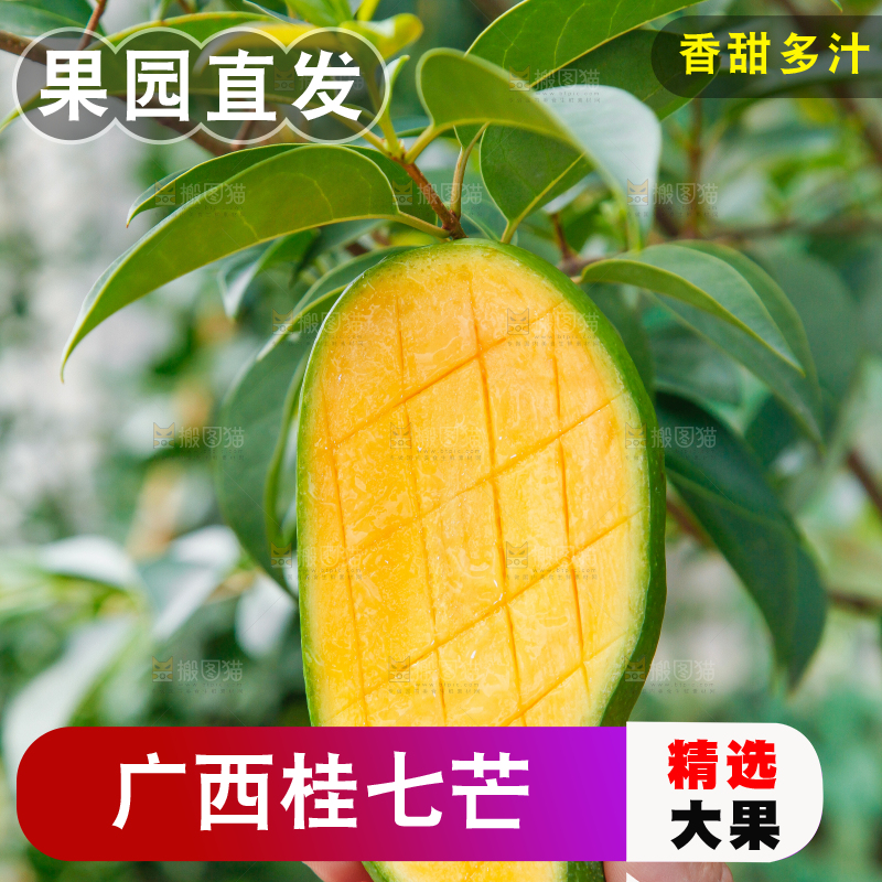 手上拿着田东桂七青芒