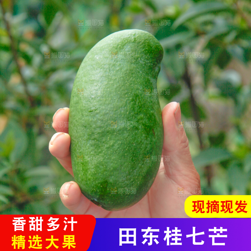 树上挂着桂七芒果