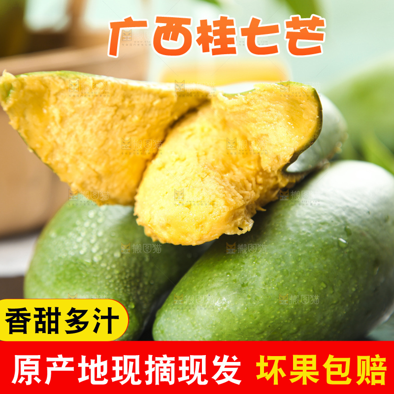 石板上的青皮桂七芒