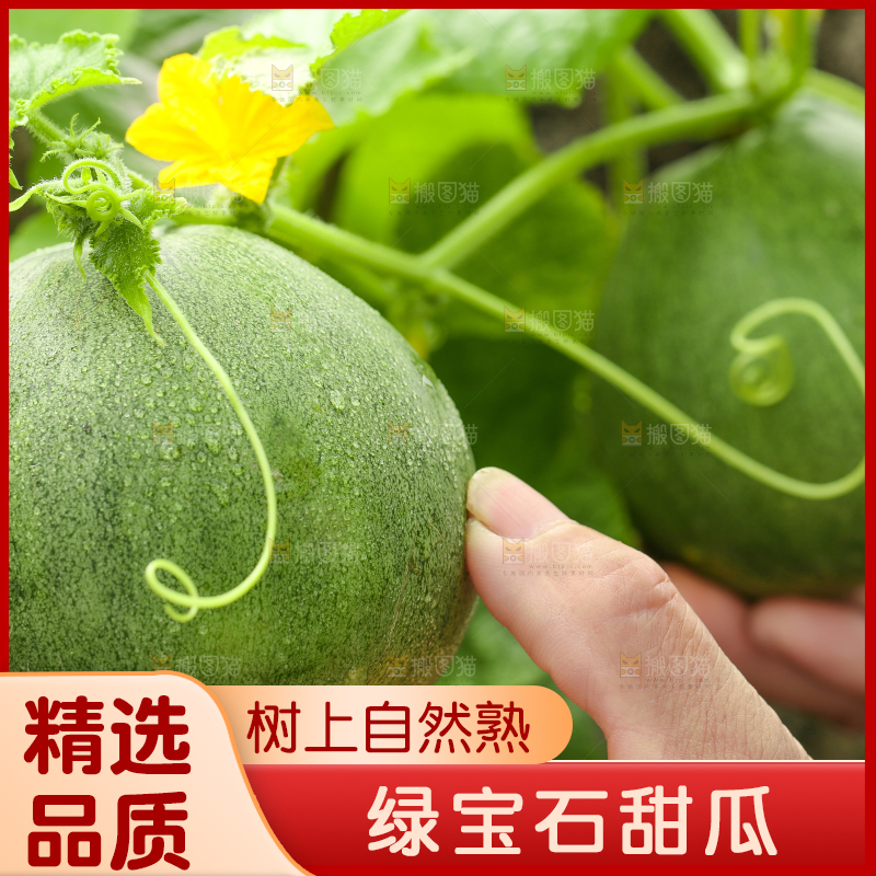 手上拿着绿宝甜瓜