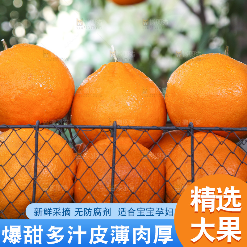 草地上放着一筐四川春见耙耙柑