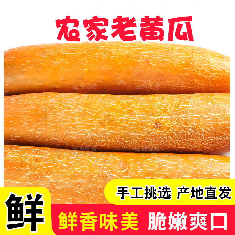 白底上的新鲜老黄瓜
