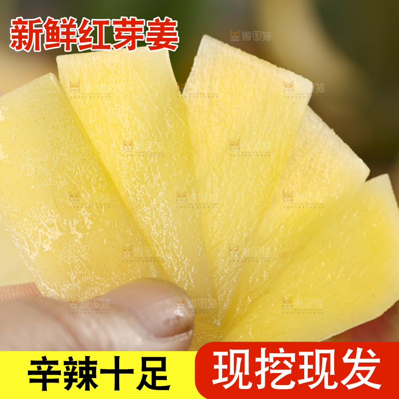 手里拿着红芽姜