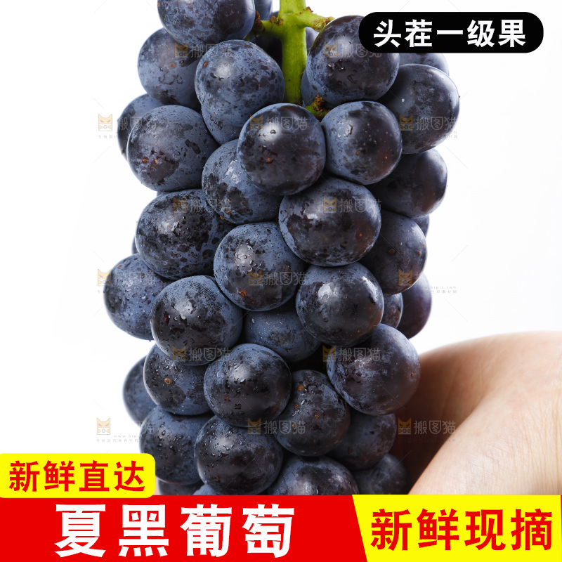 手里拿着黑加仑葡萄