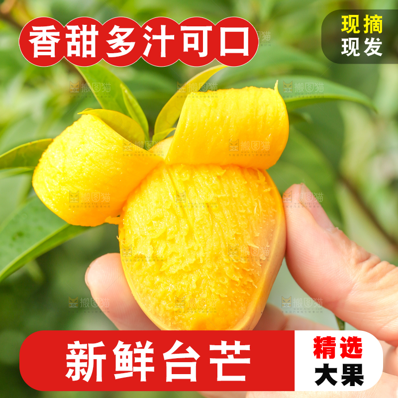 手里拿着小台农芒