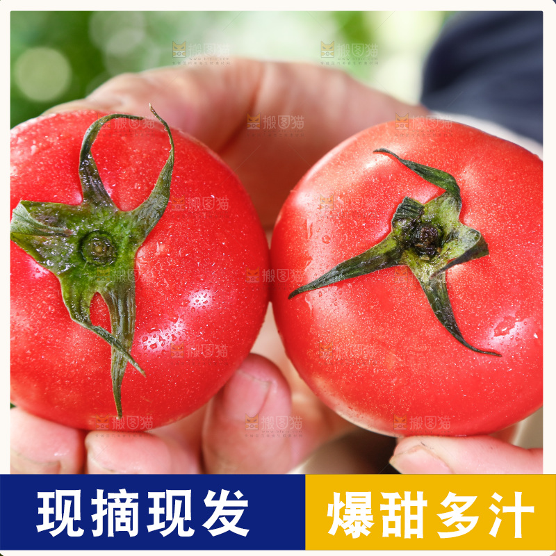 手里拿着普罗旺斯西红柿