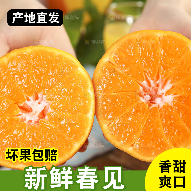 手里拿着四川耙耙柑