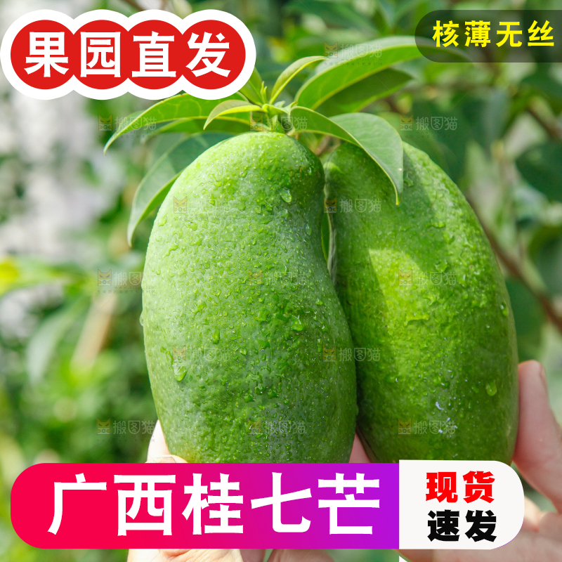 手上拿着田东桂七青芒