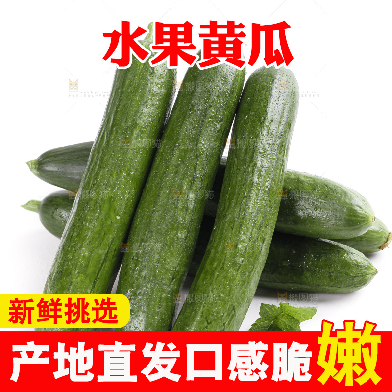 白底上的山东水果黄瓜