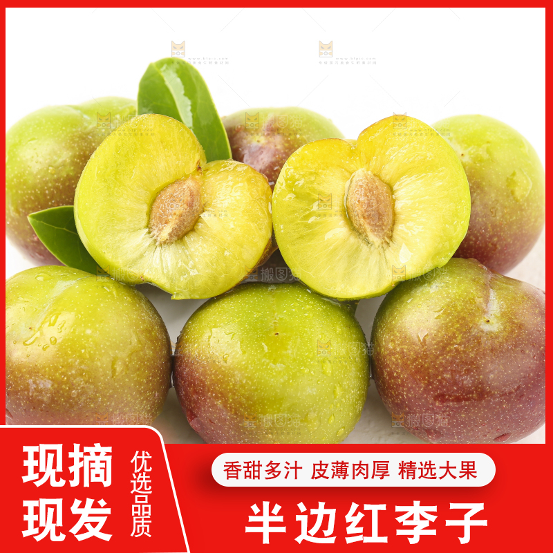 白底上的四川茵红脱骨李