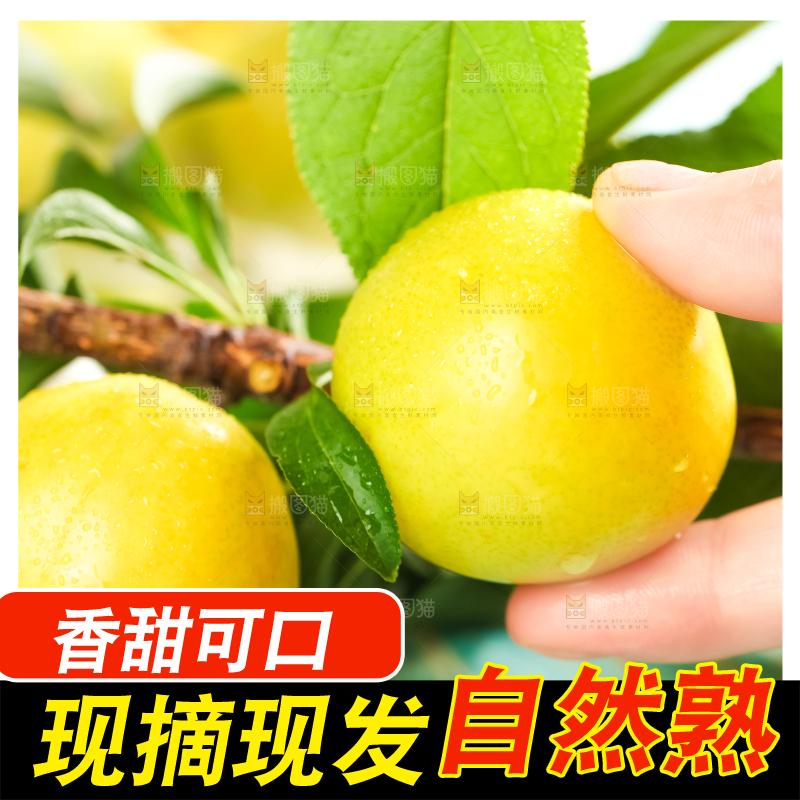 枝叶上的黄金李