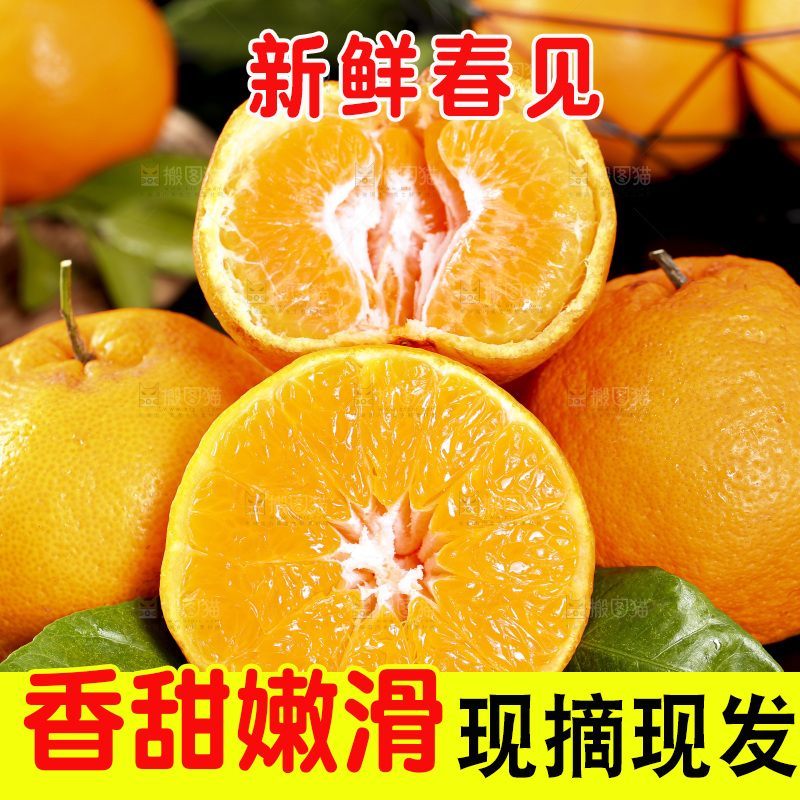 石板上摆放着四川春见耙耙柑