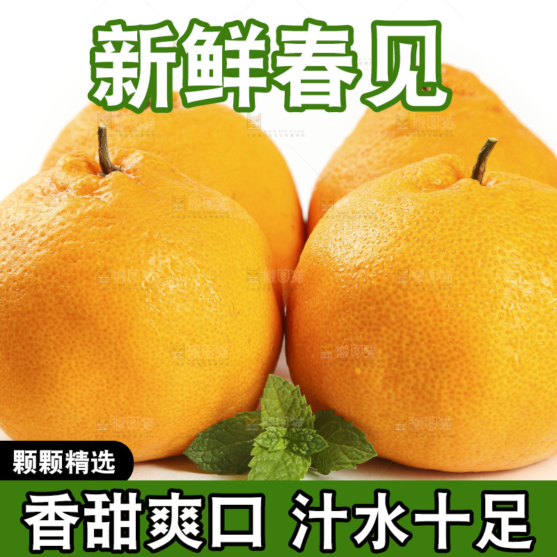 白底上放着一堆春见耙耙柑