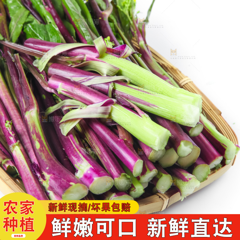 白底上的紫菜苔