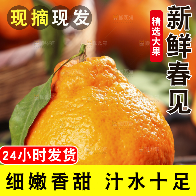 木板上的春见耙耙柑