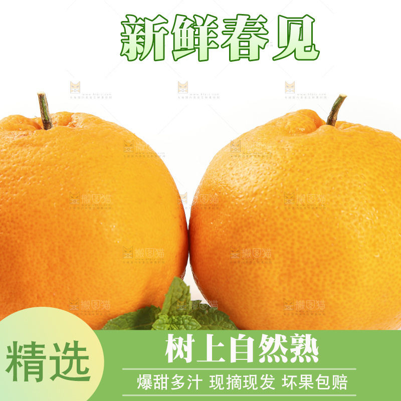 白底上放着一堆春见耙耙柑