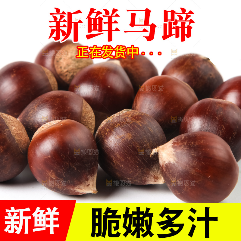 浅底上的马蹄果
