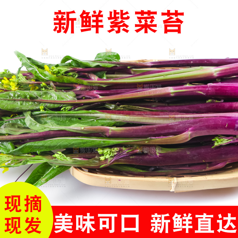 白底上的紫菜苔