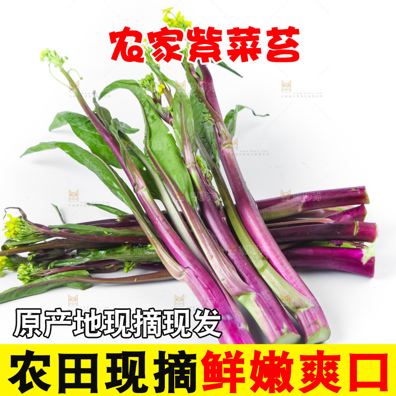 白底上的紫菜苔