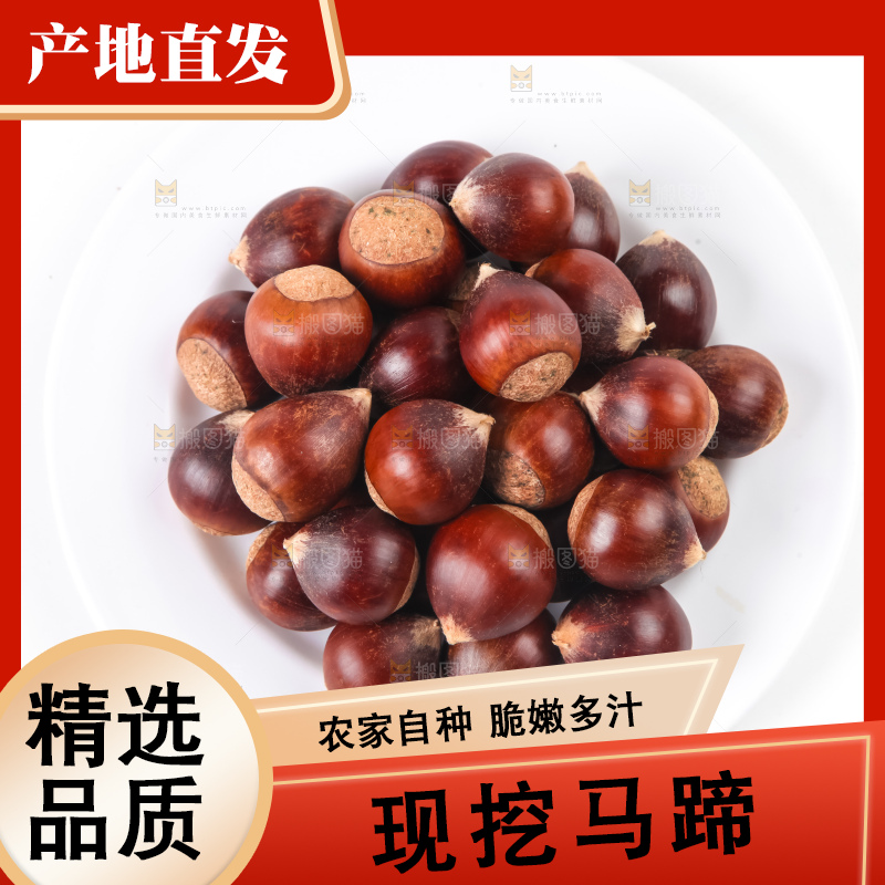 浅底上的马蹄果