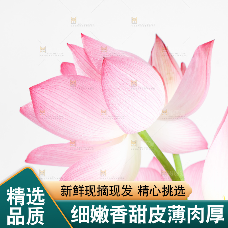 白底上摆放着莲花