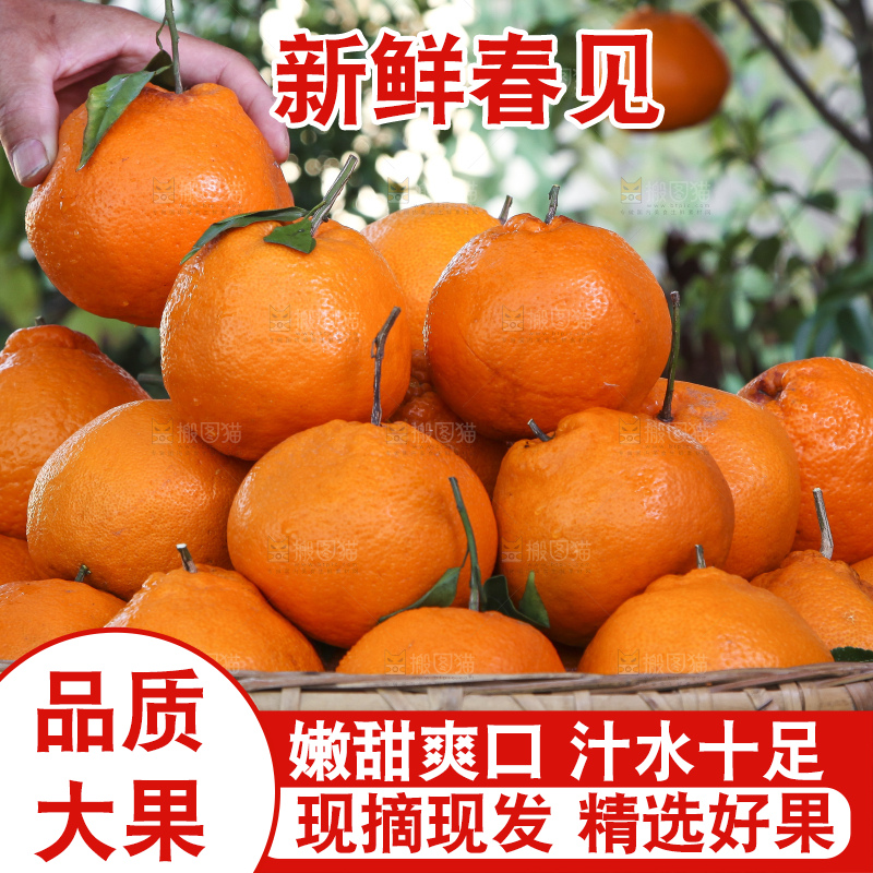 草地上放着一筐春见耙耙柑