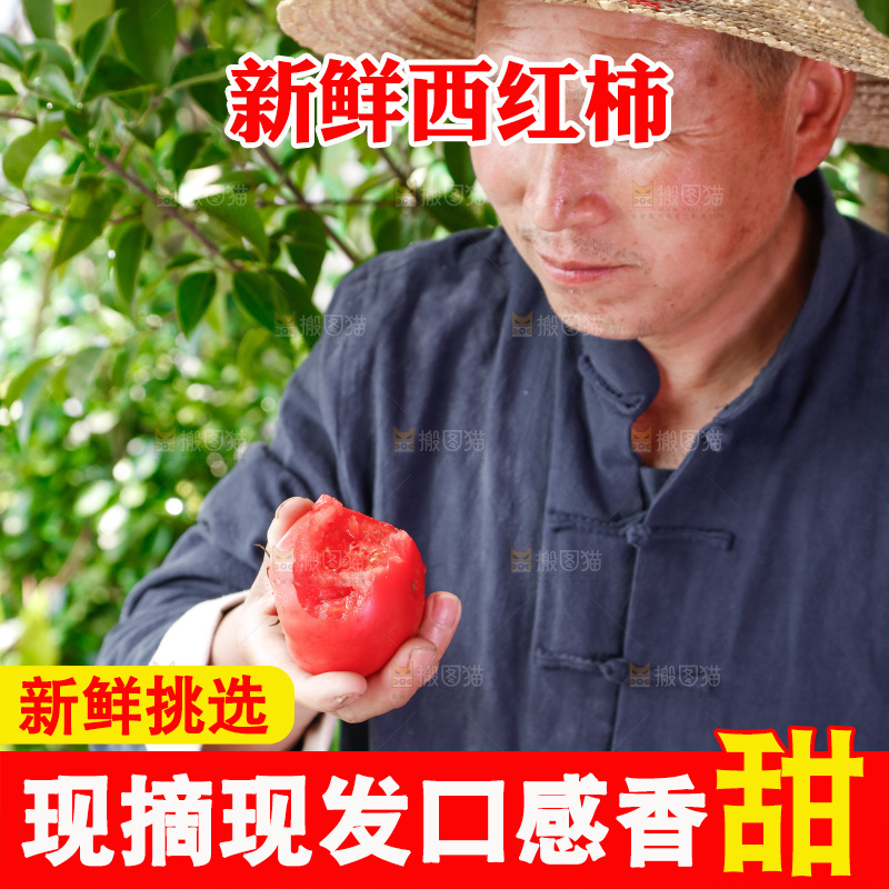 农民手里拿着普罗旺斯西红柿