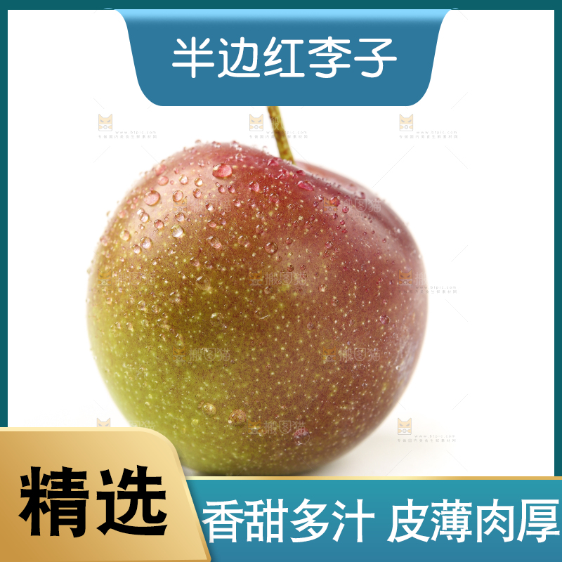 白底上的四川茵红脱骨李