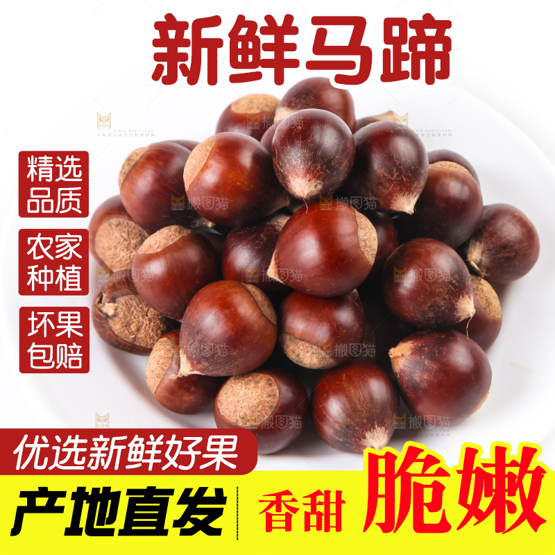 浅底上的马蹄果