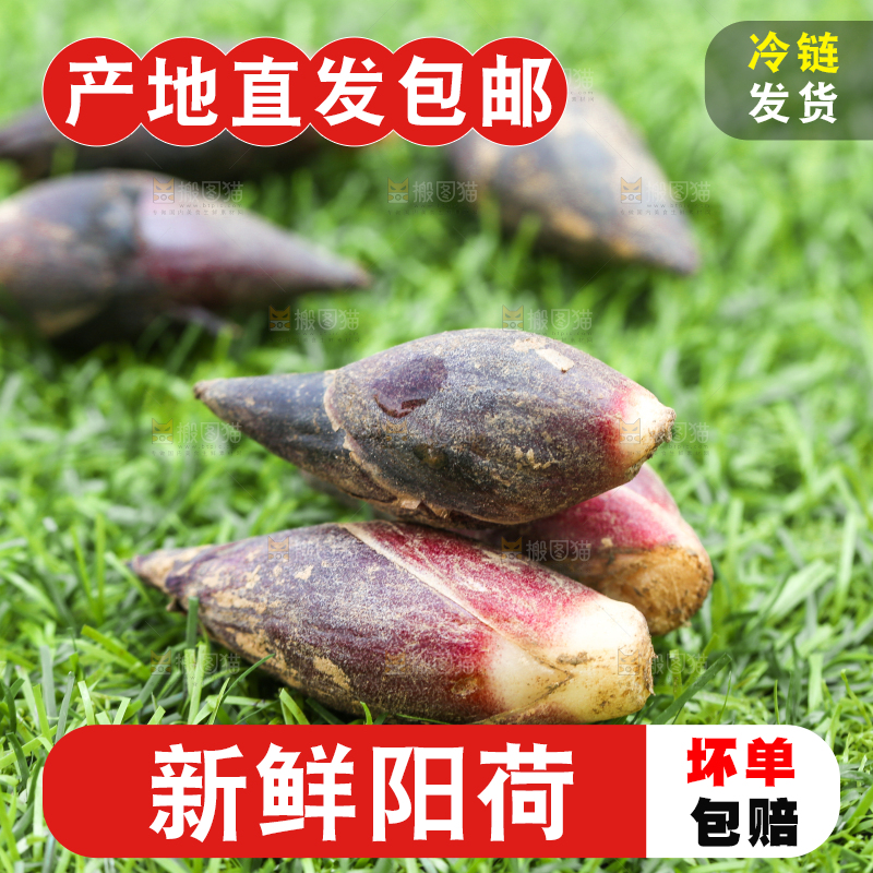 绿草地上摆放着阳荷