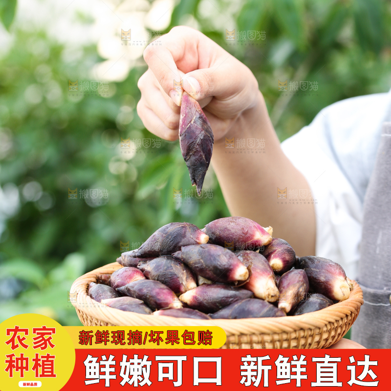手里端着一篮阳荷