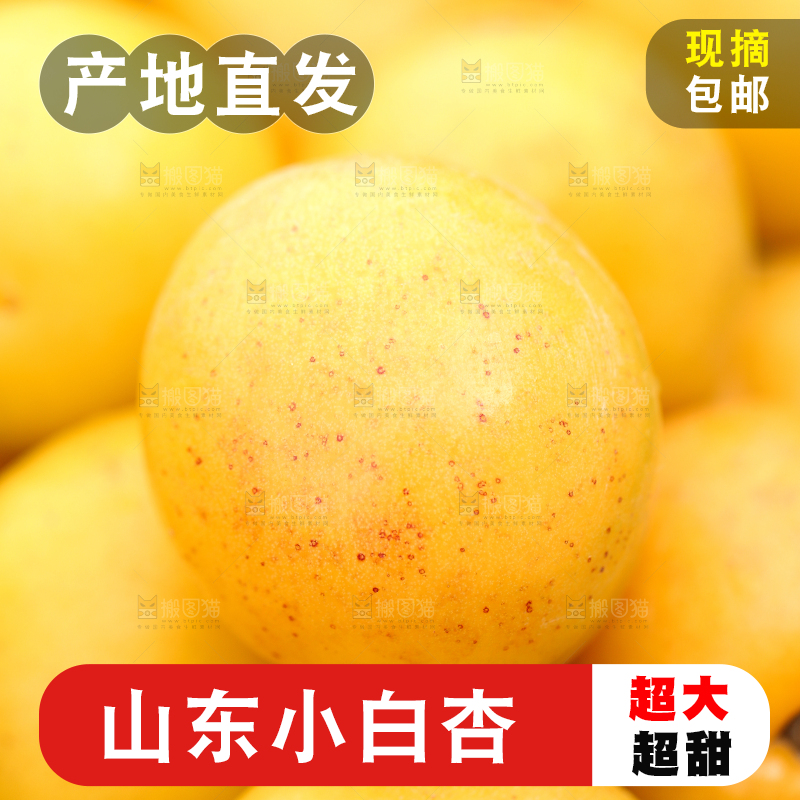 堆放着一堆的小白杏