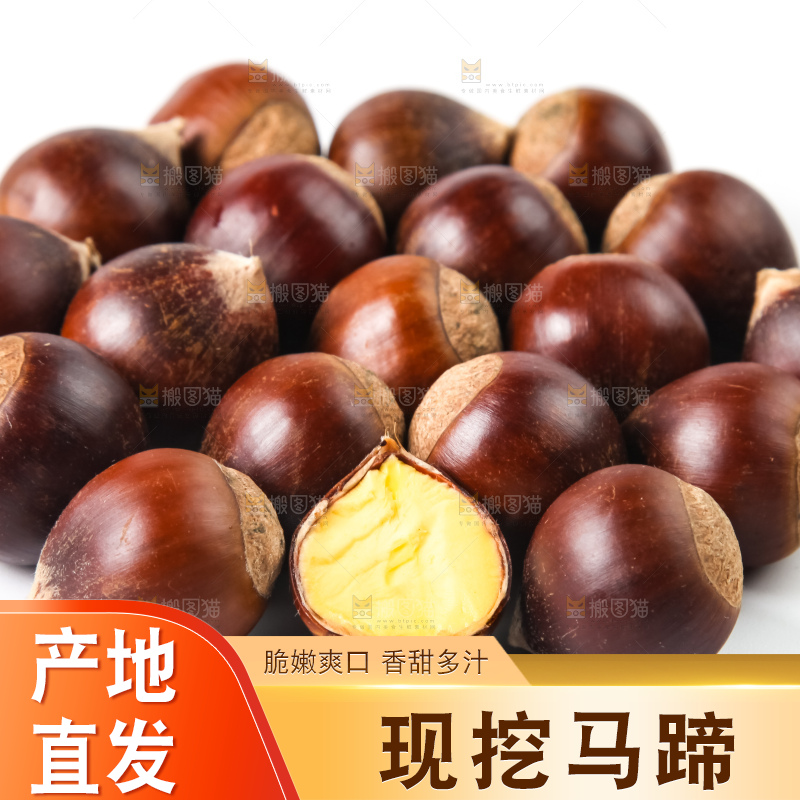 浅底上的马蹄果