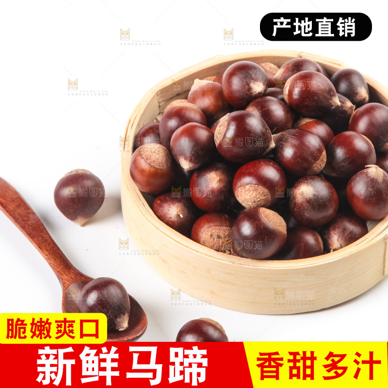 浅底上的马蹄果
