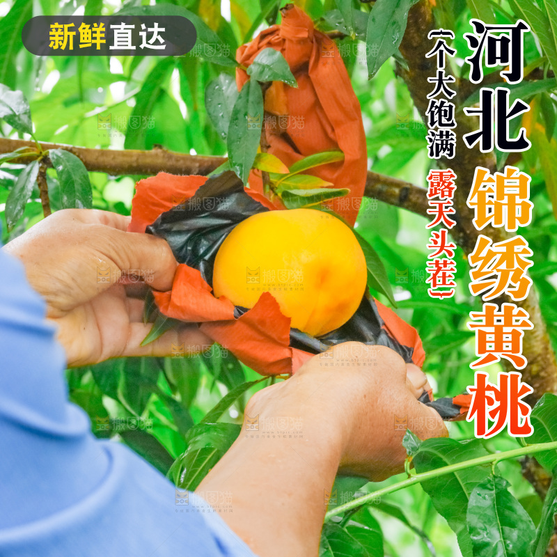 农民正在采摘黄桃