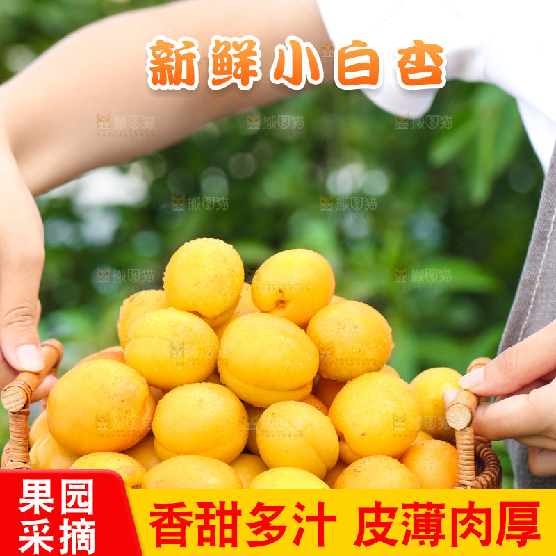 手里拿着一篮新鲜小白杏