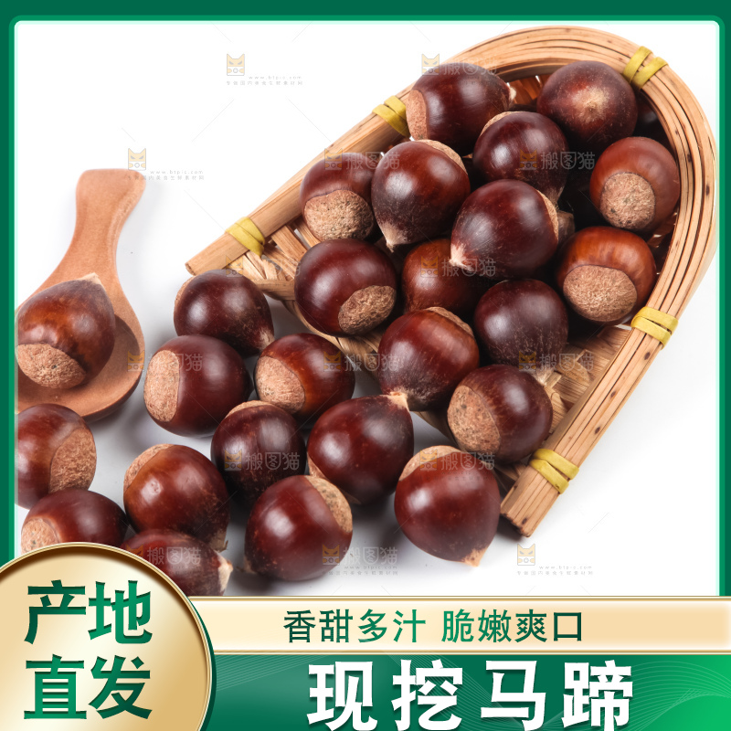 浅底上的马蹄果