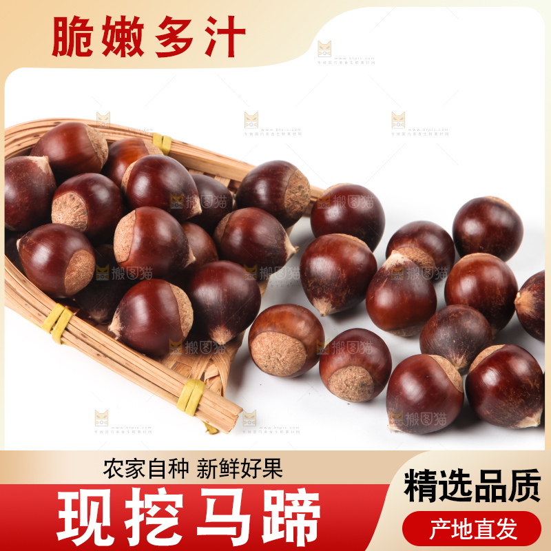 浅底上的马蹄果