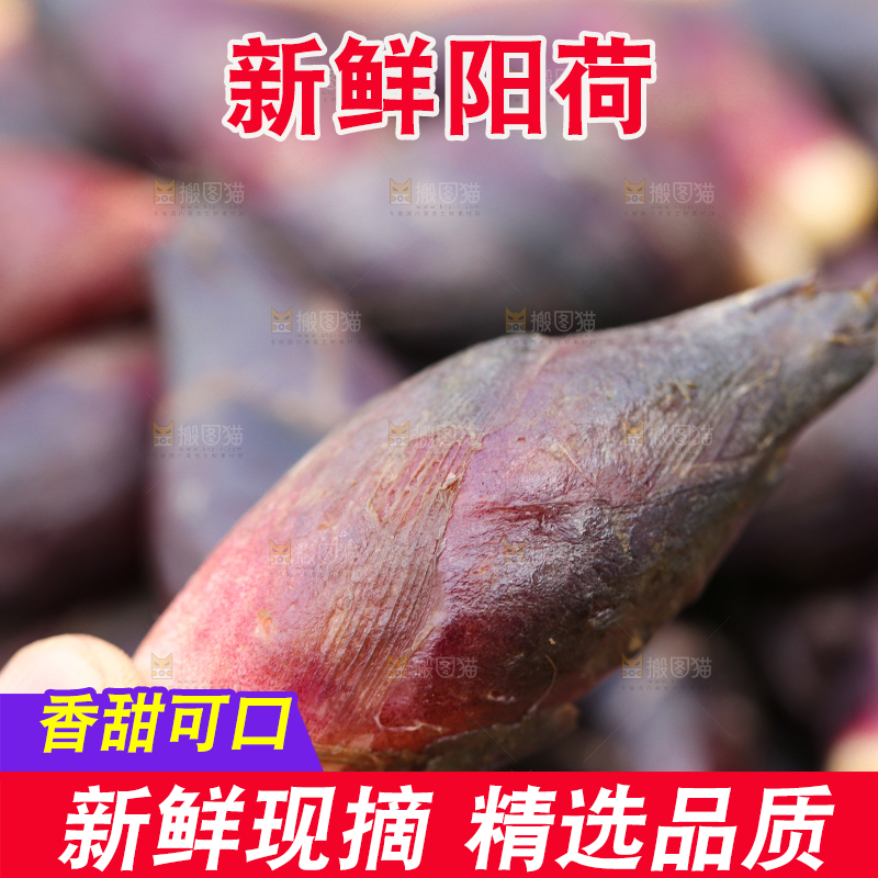 手里拿着阳荷
