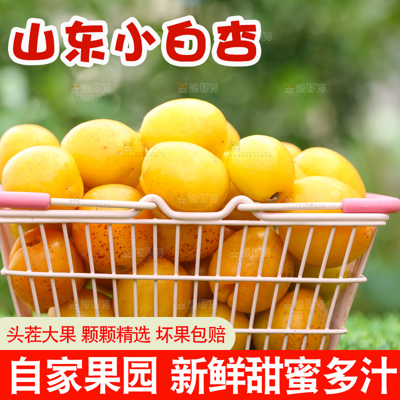 绿地上放着一篮小白杏