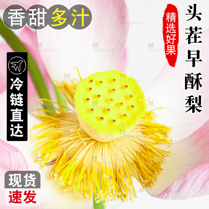 白底上摆放着莲花