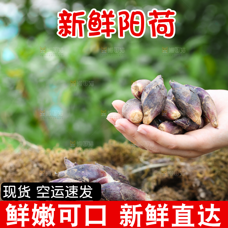 土堆上的阳荷姜