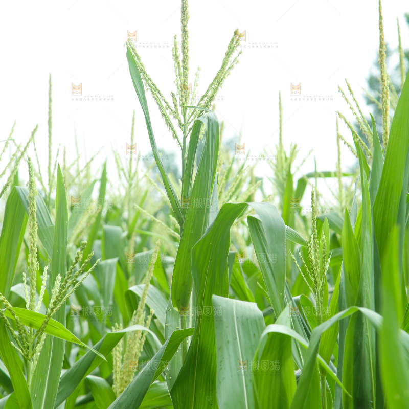 一片玉米种植地
