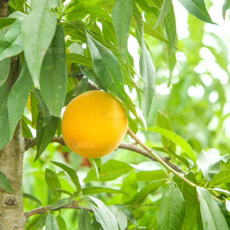 果树上的黄桃