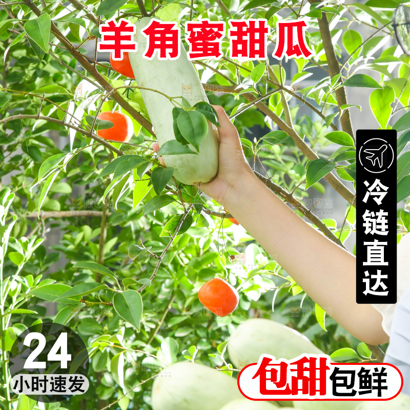手里拿着山东羊角蜜