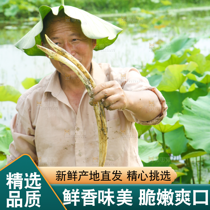 农民手里拿着藕尖