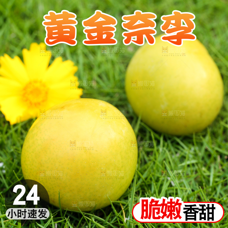 草地上摆放着黄金李