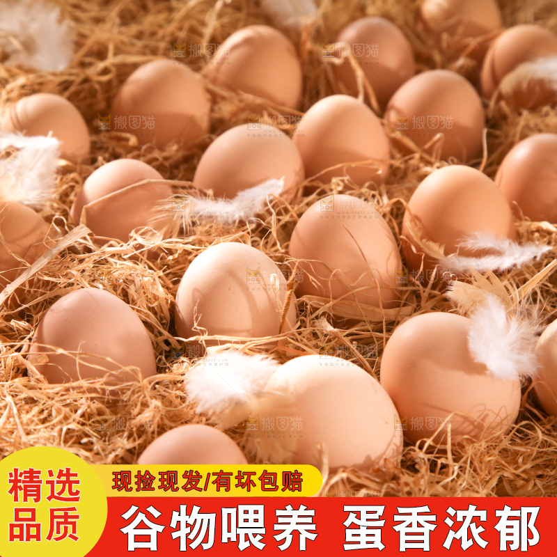草堆里摆放着生鸡蛋